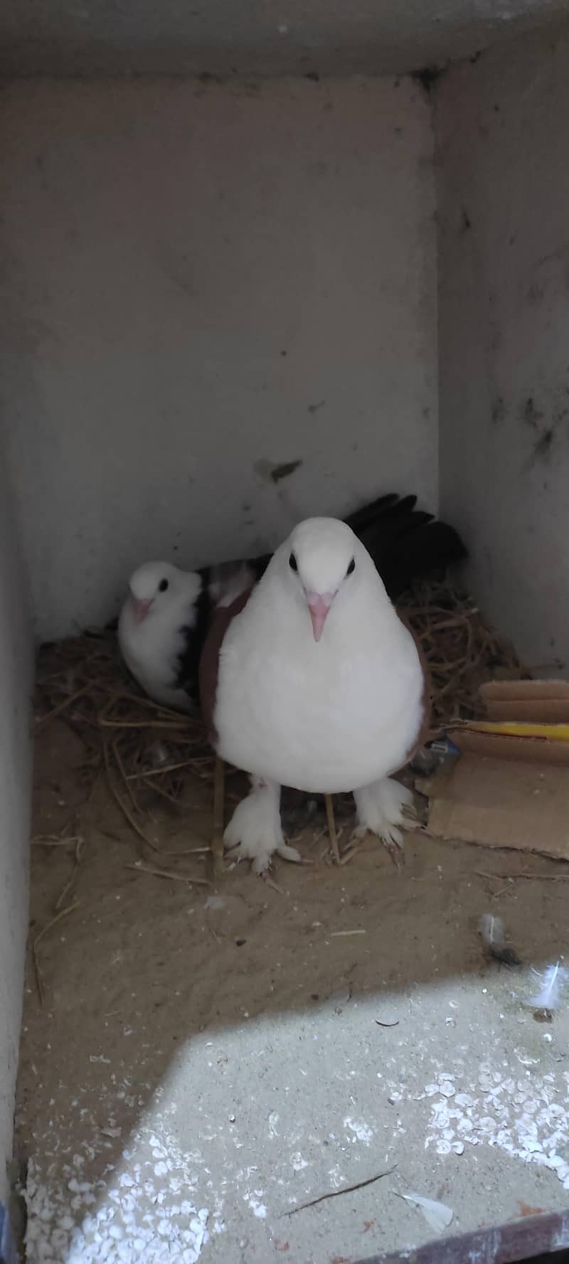 Fancy pigeon 0