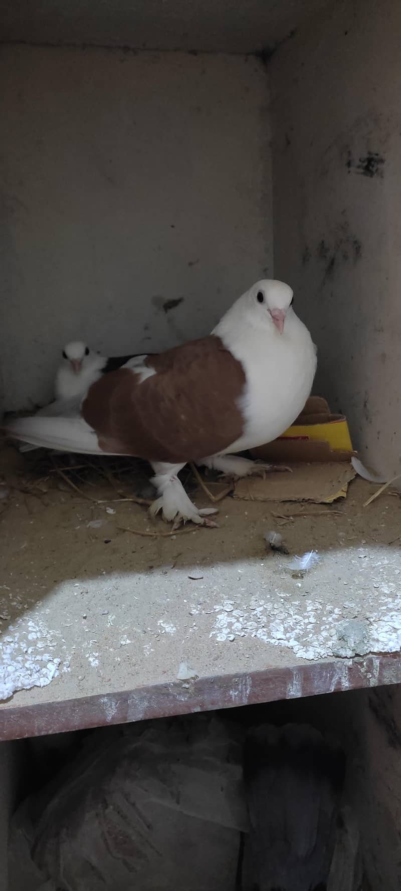 Fancy pigeon 1