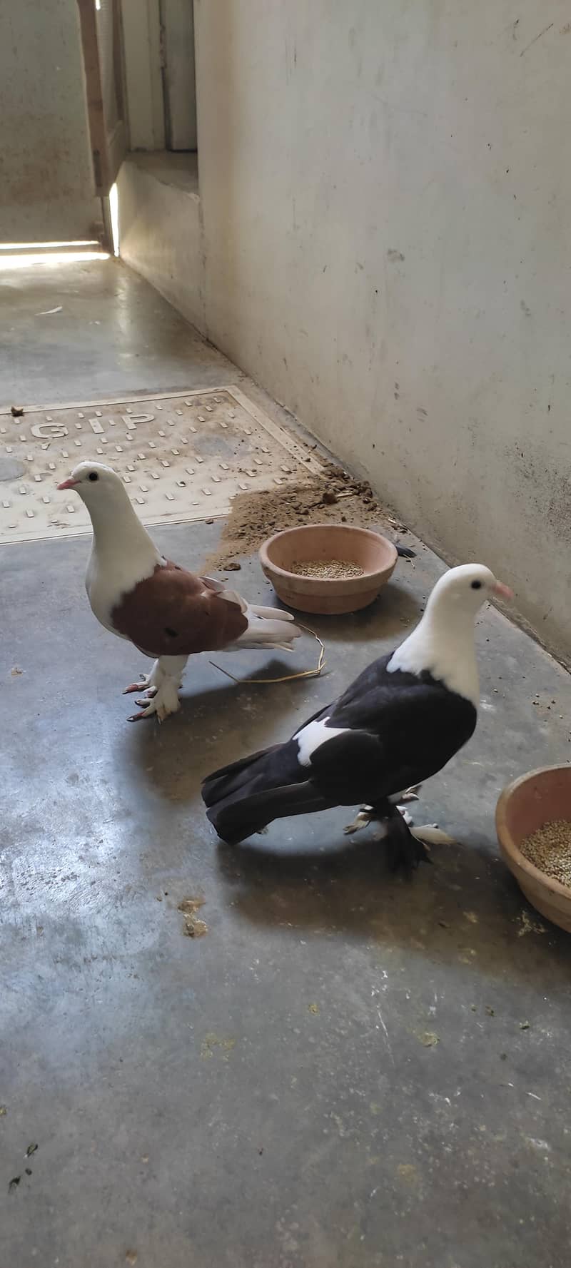 Fancy pigeon 2