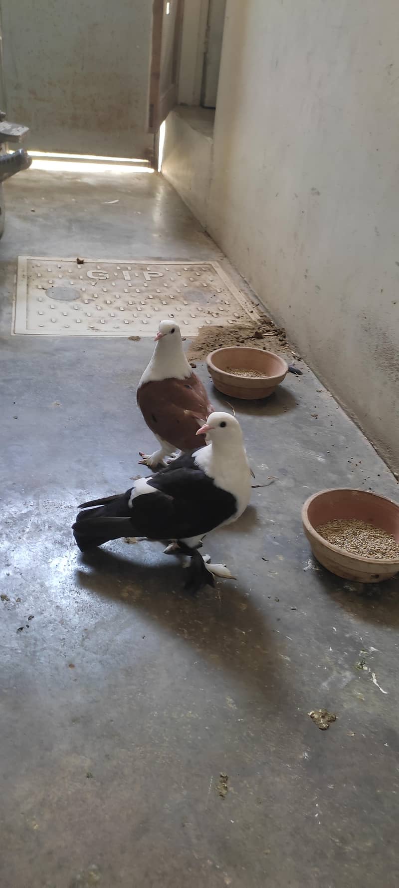 Fancy pigeon 3