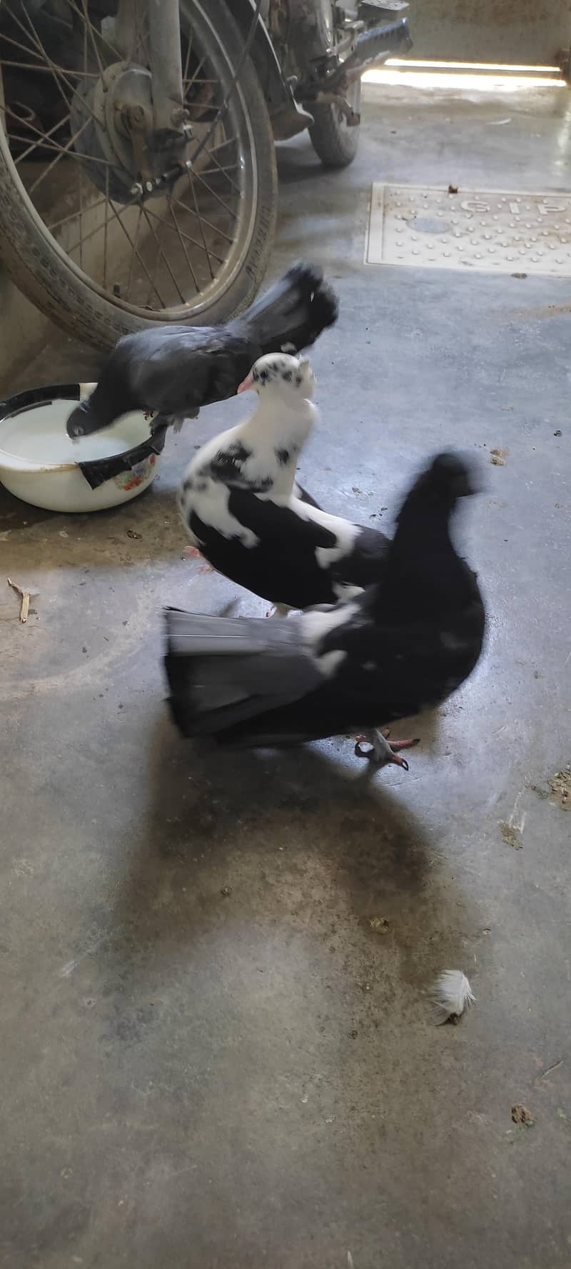 Fancy pigeon 4