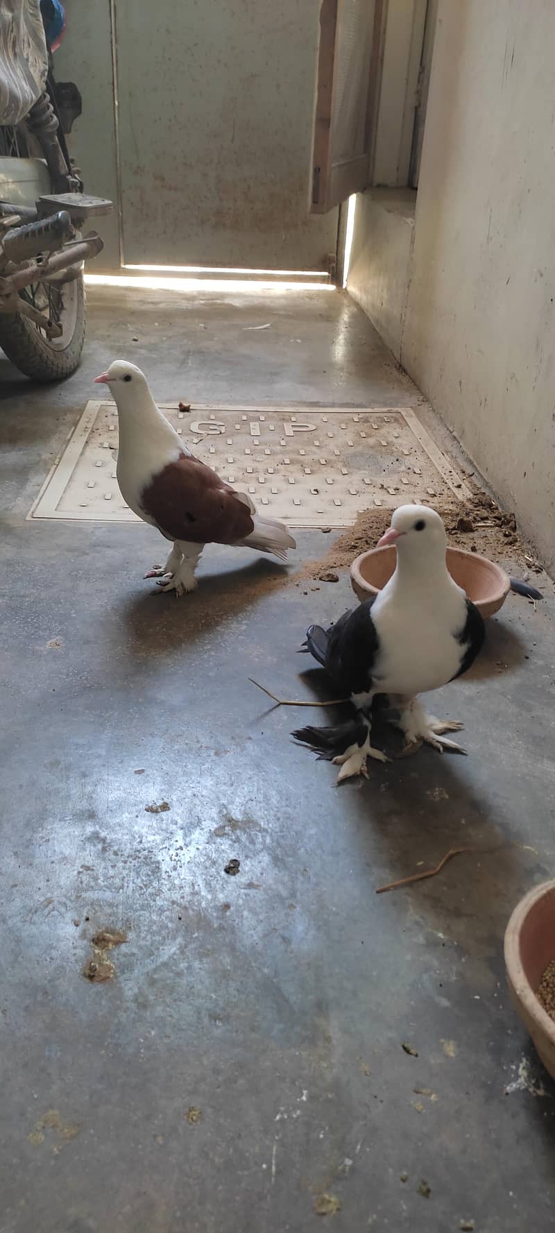 Fancy pigeon 5