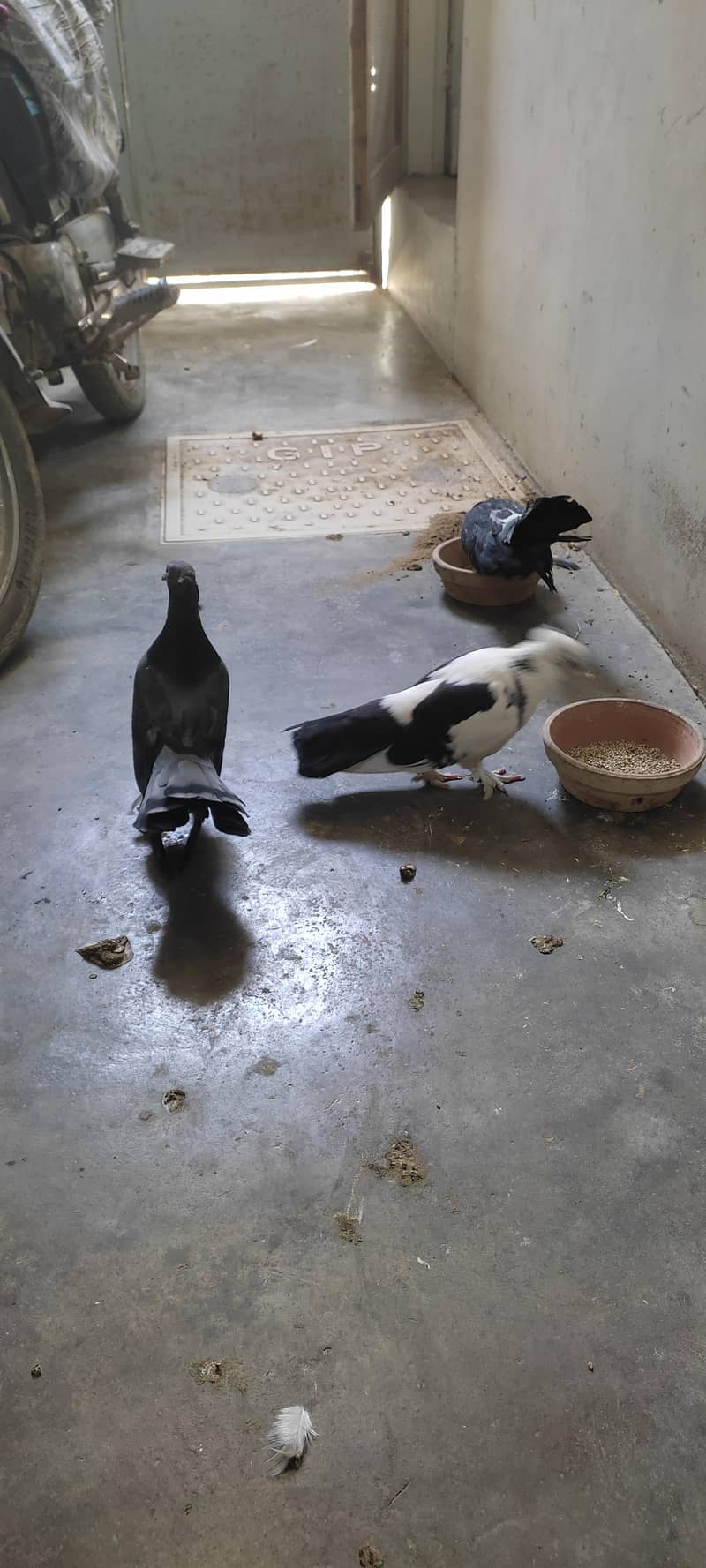 Fancy pigeon 6