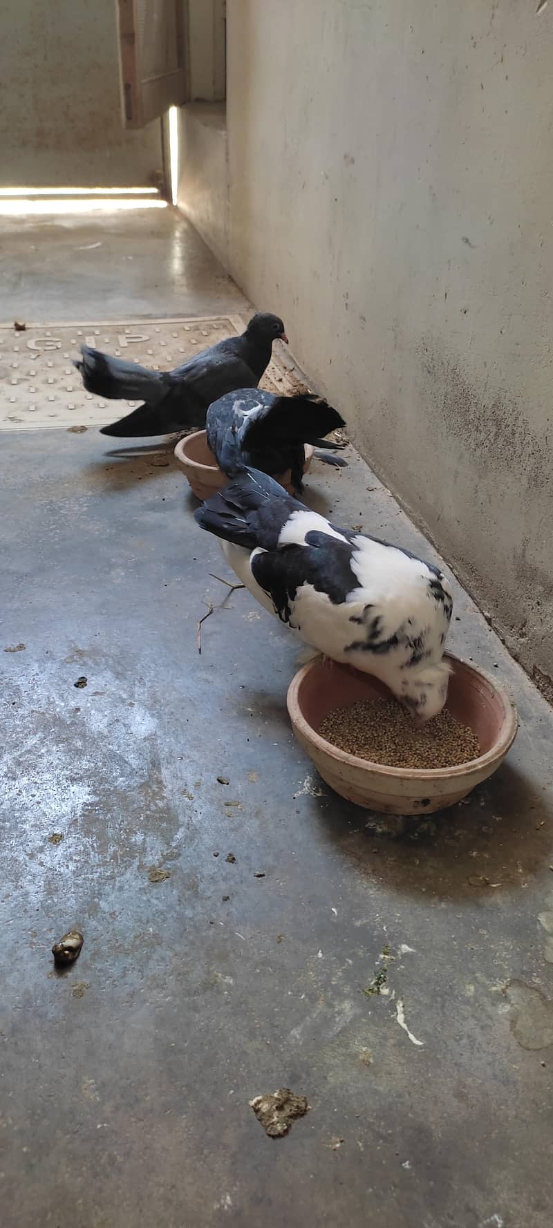 Fancy pigeon 7