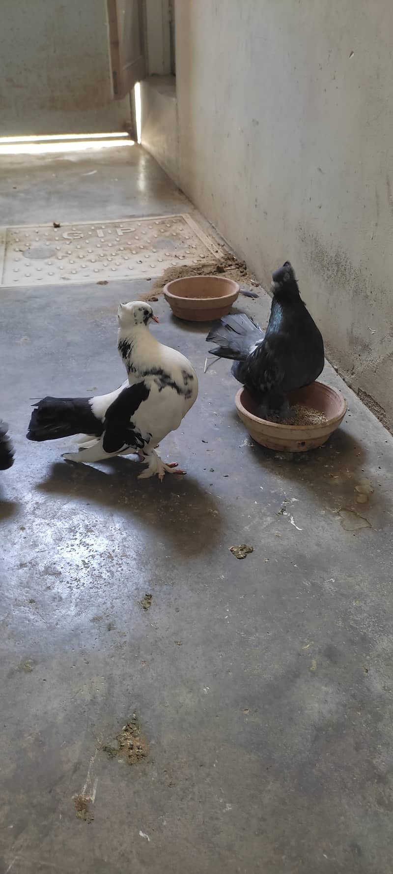 Fancy pigeon 8