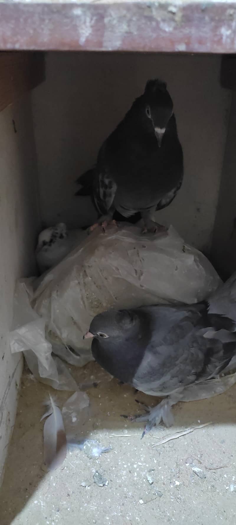 Fancy pigeon 9