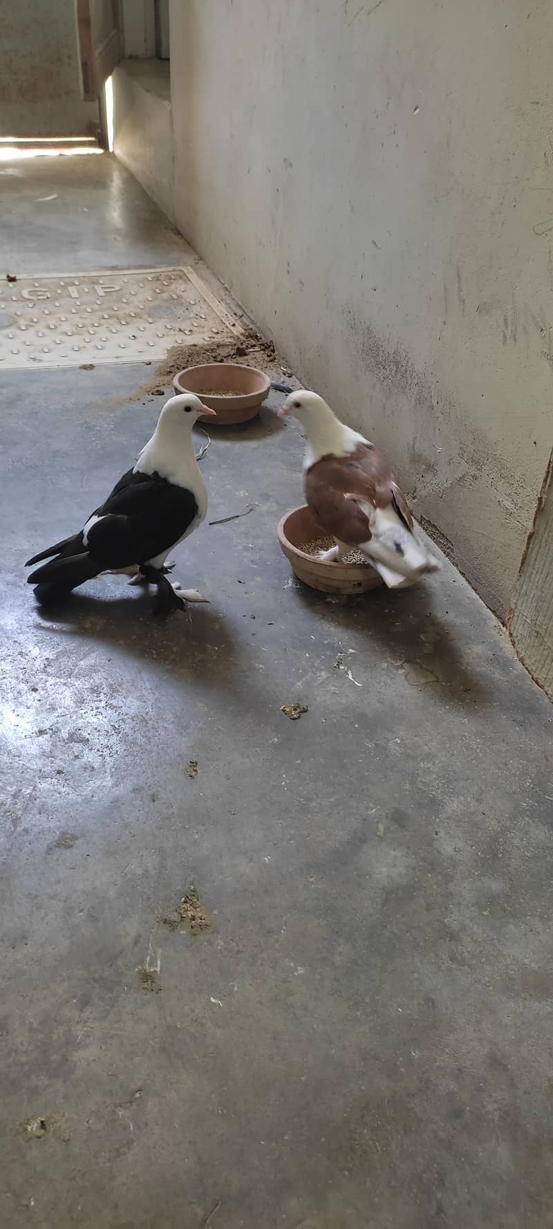 Fancy pigeon 10