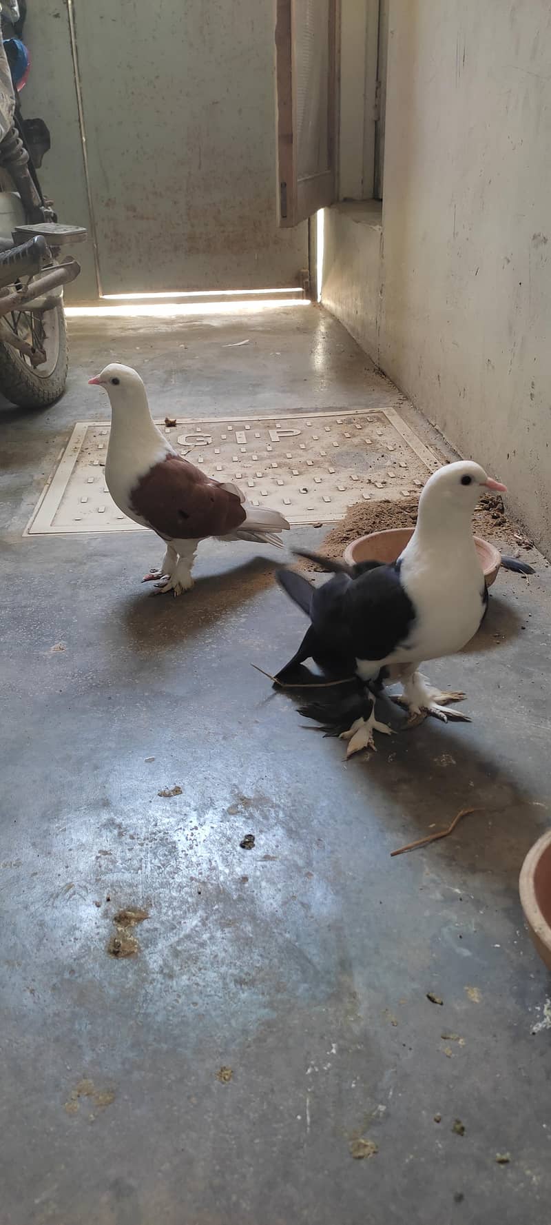 Fancy pigeon 11