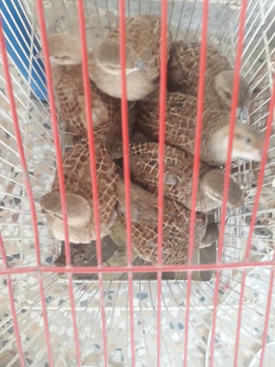 Dkhni teeter I pity for sale