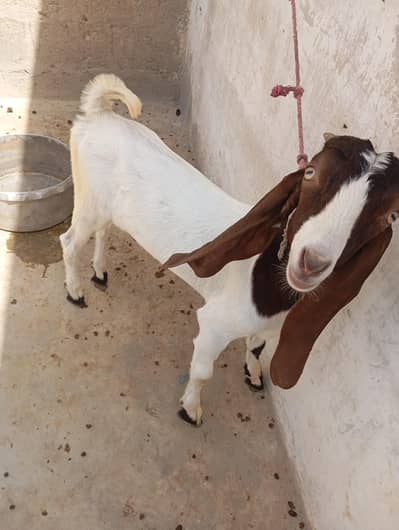 bakri or bachy