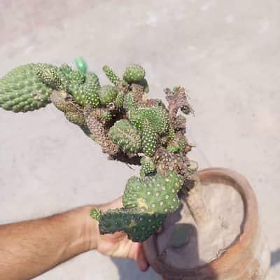 Cactus 1
