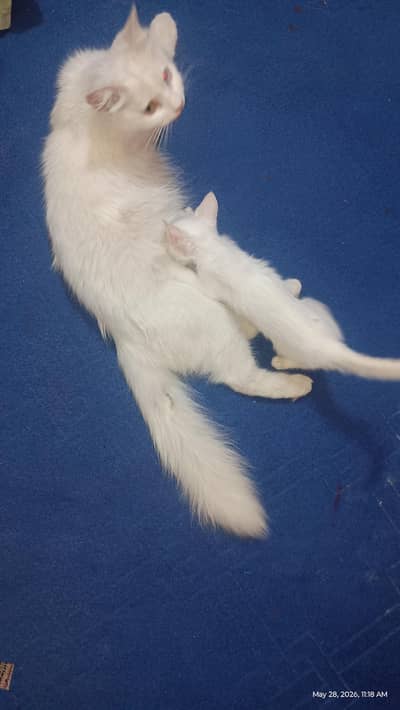 Persian cat with 3 beautiful kitten