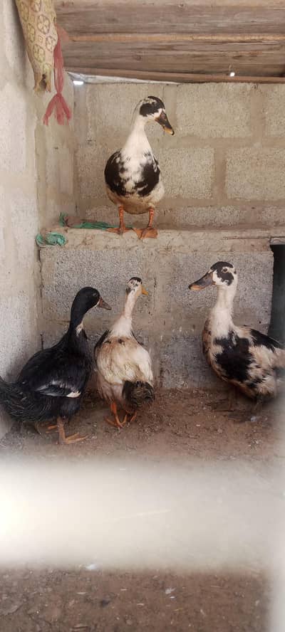 Ducks  pair urgent sail