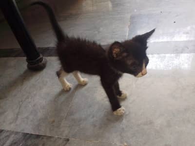 cute and black kitten for sale , health baby cat available