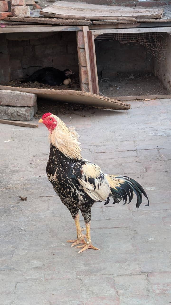 aseel Murga 1