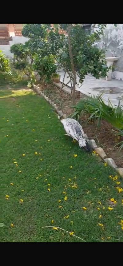 Urgent for sell contact: 0302 5596333