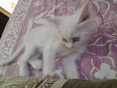 kitten
