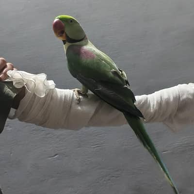 Hand-Tamed Raw Parrot – Young, Healthy & Talking – 10/10 Quality