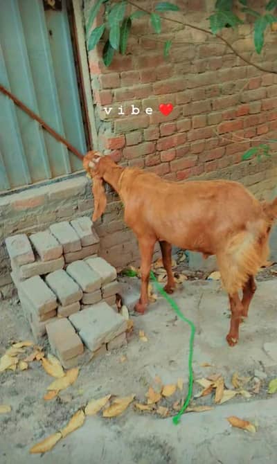 bakra for sale