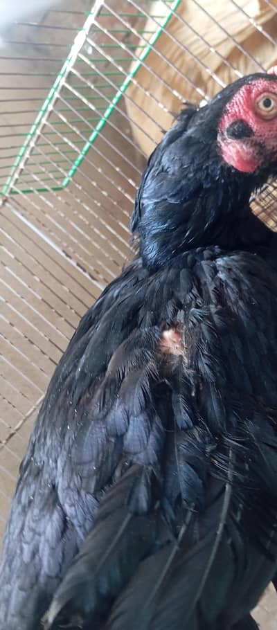 3 mianwal female hens 3 mianwali chicks
