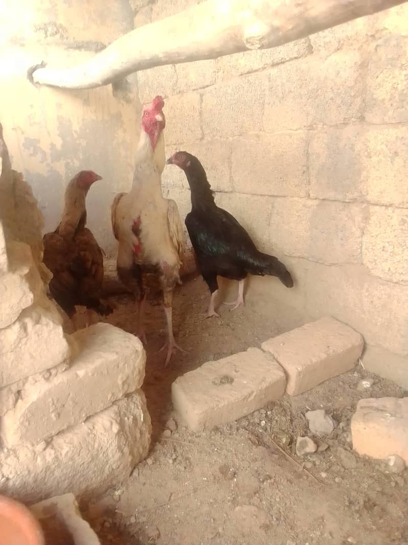 aseeeel 1