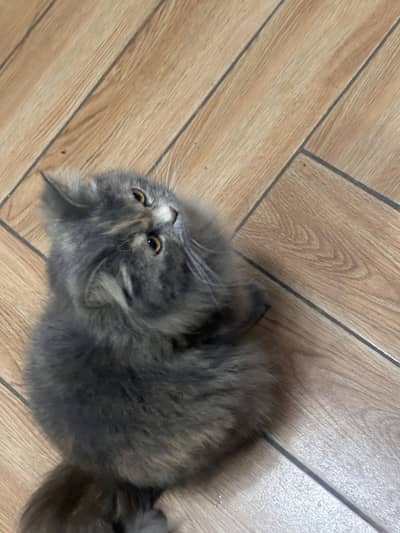 Stella 15 months persian cat