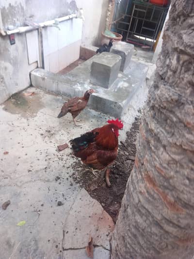 aseel murgi Hy fix price Hy 3000 is py koi kami nhi hogi pinjra 5000 k