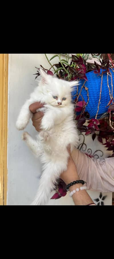 peesion cat for sale