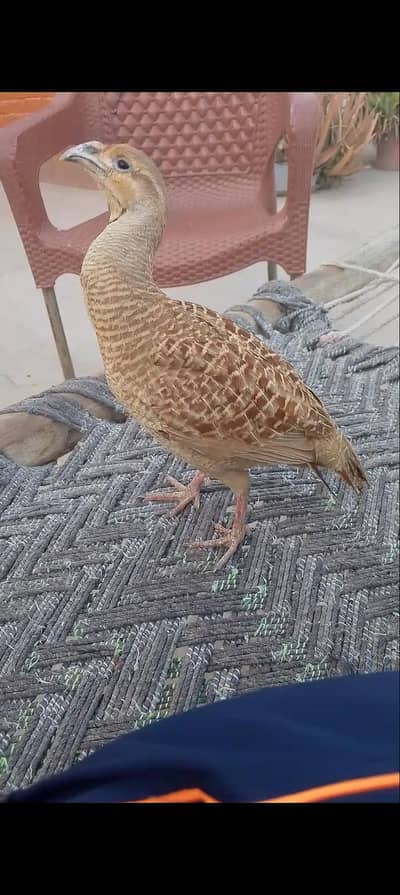 irani male king size ka barha patha