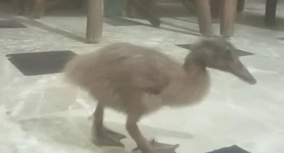 Duckling - one duck kid