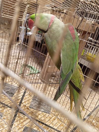 Breader pair for Sale