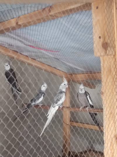 Cocktail Breeder Pair And Males 4Sale