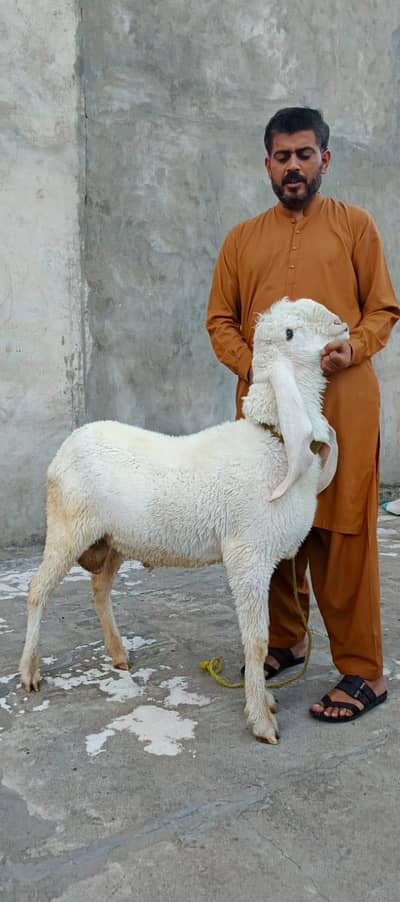 Bakra for sale