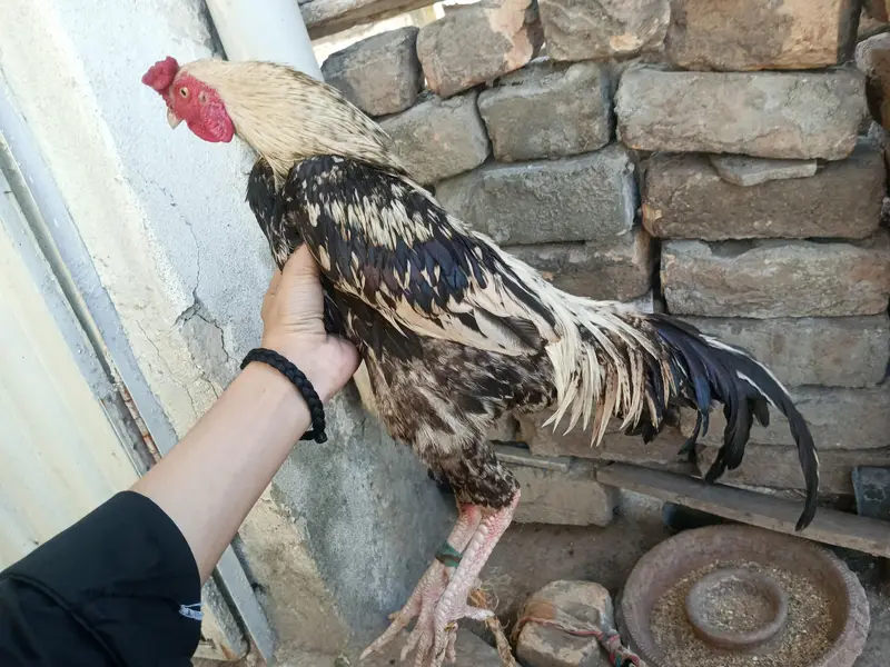 aseel mix murgha — photo 2