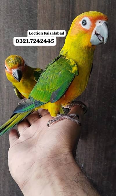 Hand tamed sun canoure pathy
