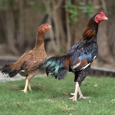 VIP Amroha Aseel Pair | Pure Mianwali Strain