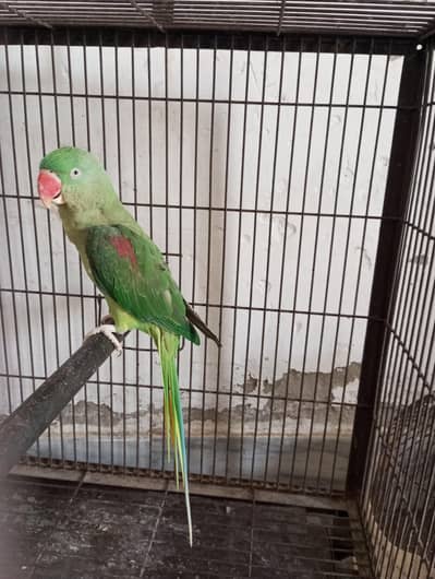 Kashmiri parrot  hand tama aur mittu kehta hai aur city bhi maarta