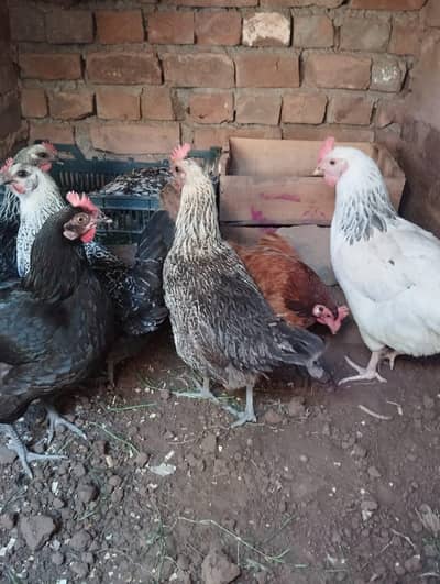 Hens for eggs