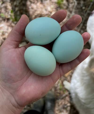americauno hens blue egg layers