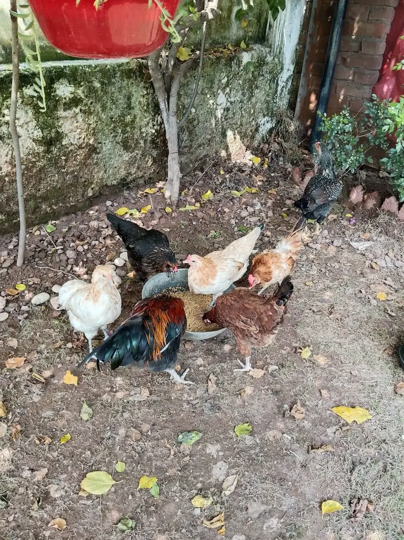 ameraucana hens blue eggs — photo 2