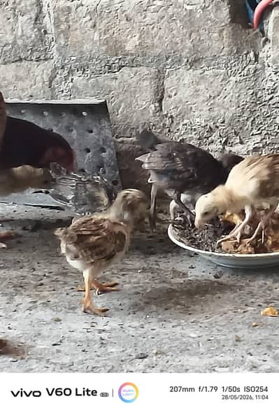 ghar k pur Desi chosy