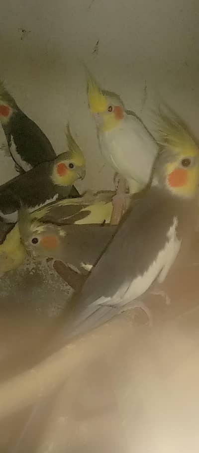 cocktail 4 pair