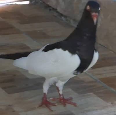 Danish Megpai Female, King Young Female, Lahori Sheerazi Breeder pair