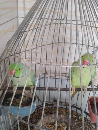 GREEN RINGNECK TALKING PAIR  / BREEDER PAIR