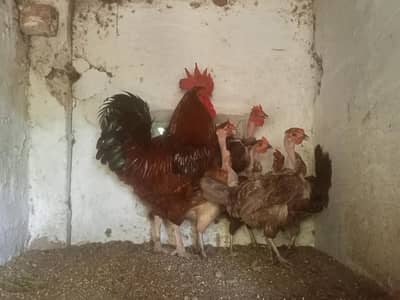 Murga Murgi