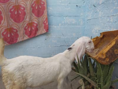 Nar bacha  white eyes Rajanpuri