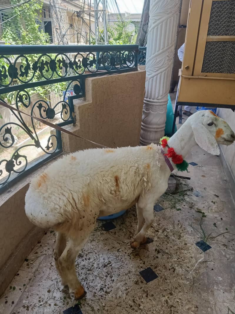 sheep 0