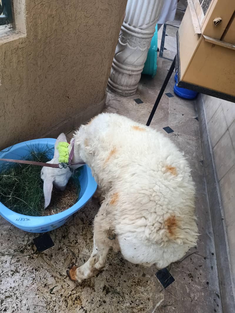 sheep 1