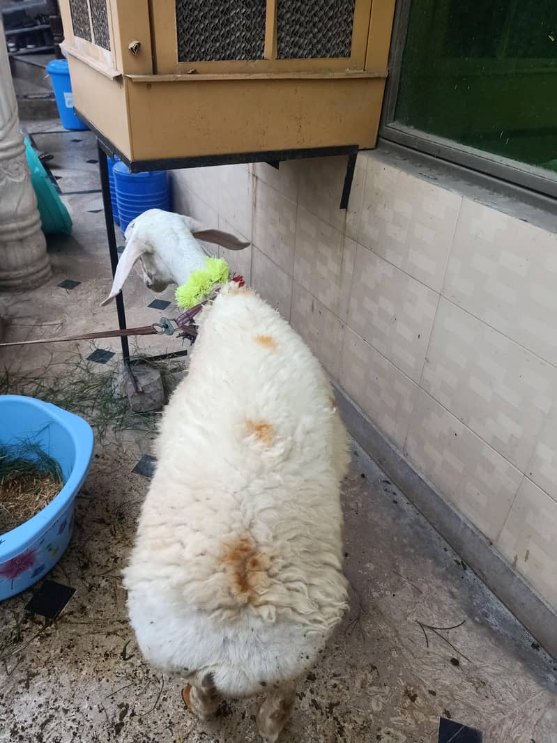 sheep 2