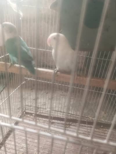 lover bird